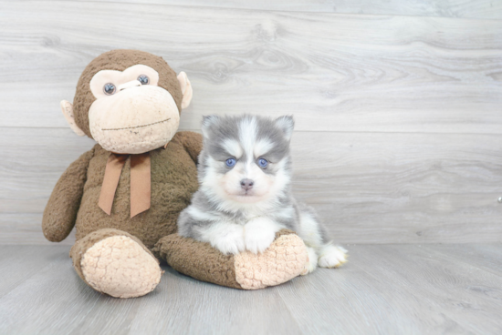 Pomsky Puppy for Adoption