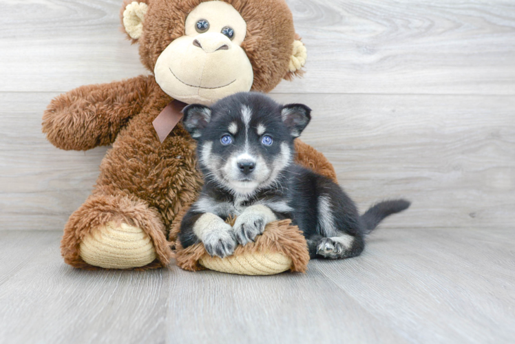 Pomsky Puppy for Adoption