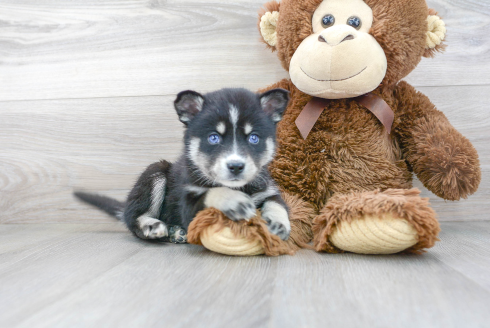 Adorable Mini Husky Designer Puppy
