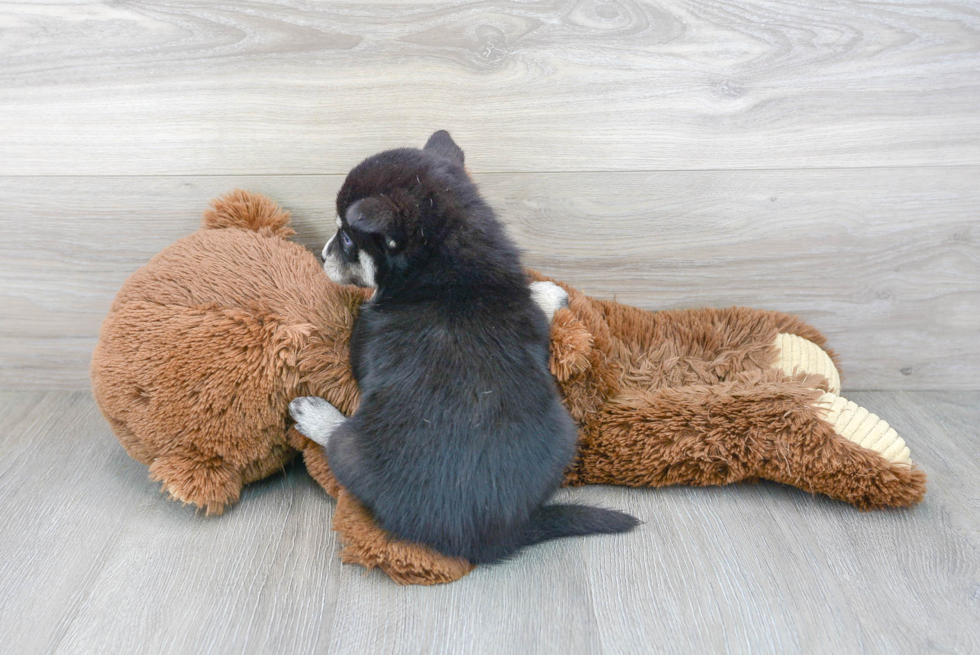 Cute Pomsky Baby