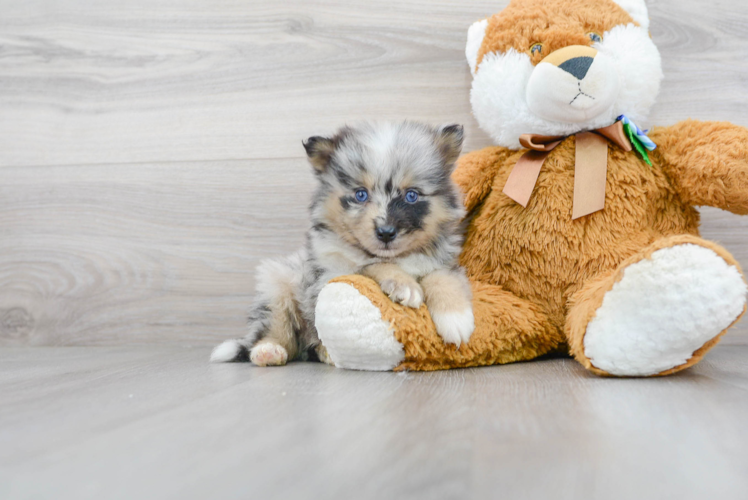 Happy Pomsky Baby