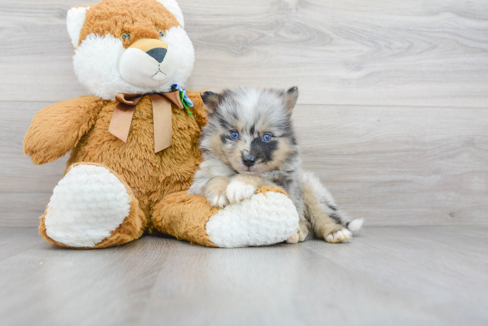 Cute Pomsky Baby