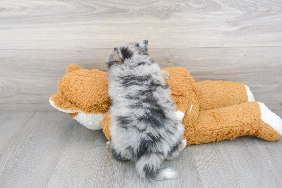 Friendly Pomsky Baby