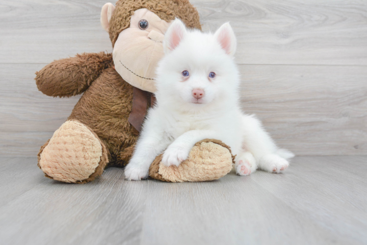 Pomsky Pup Being Cute