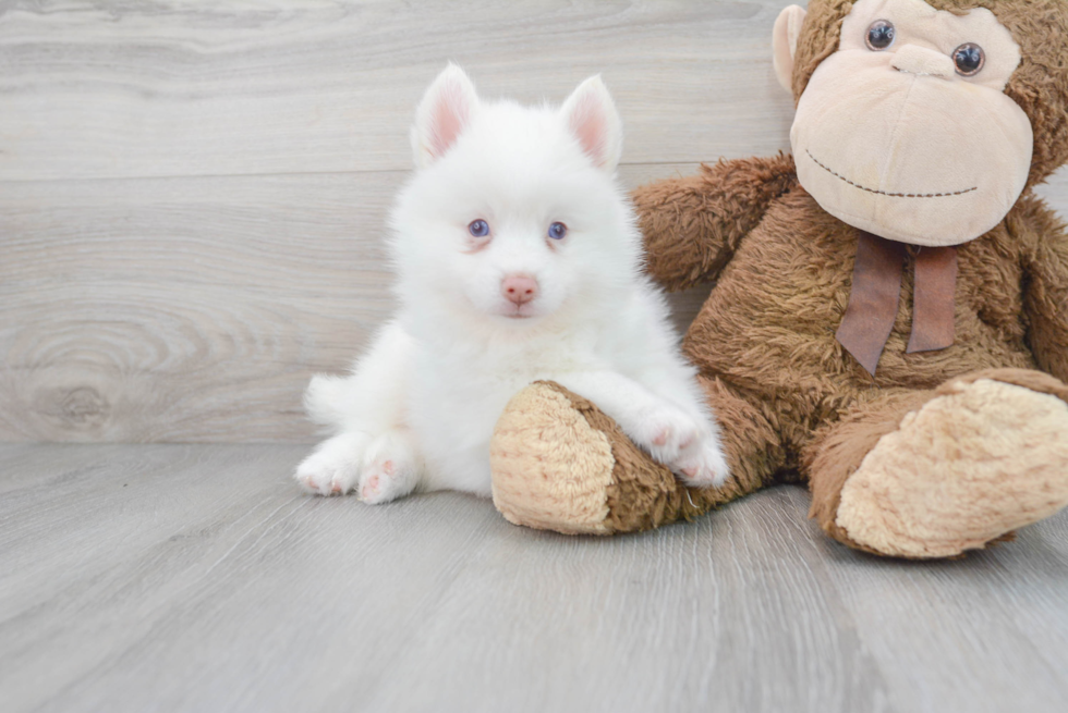 Pomsky Pup Being Cute