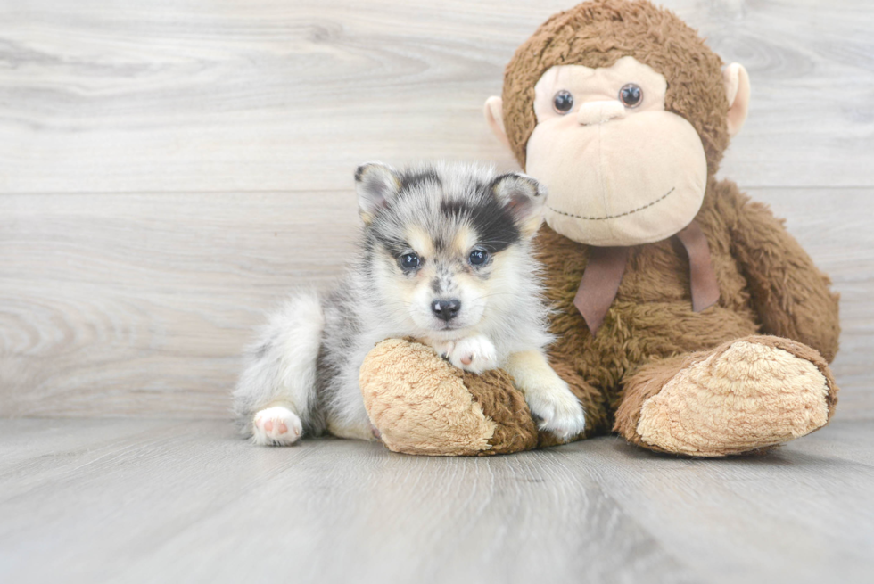 Hypoallergenic Mini Husky Designer Puppy