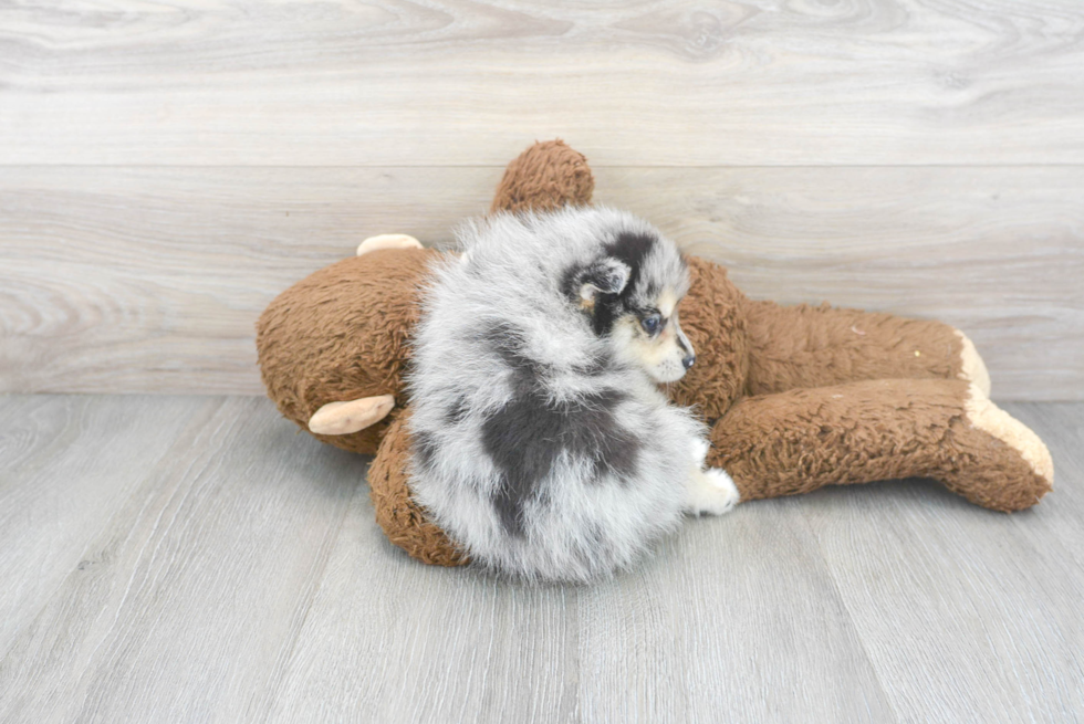 Pomsky Pup Being Cute