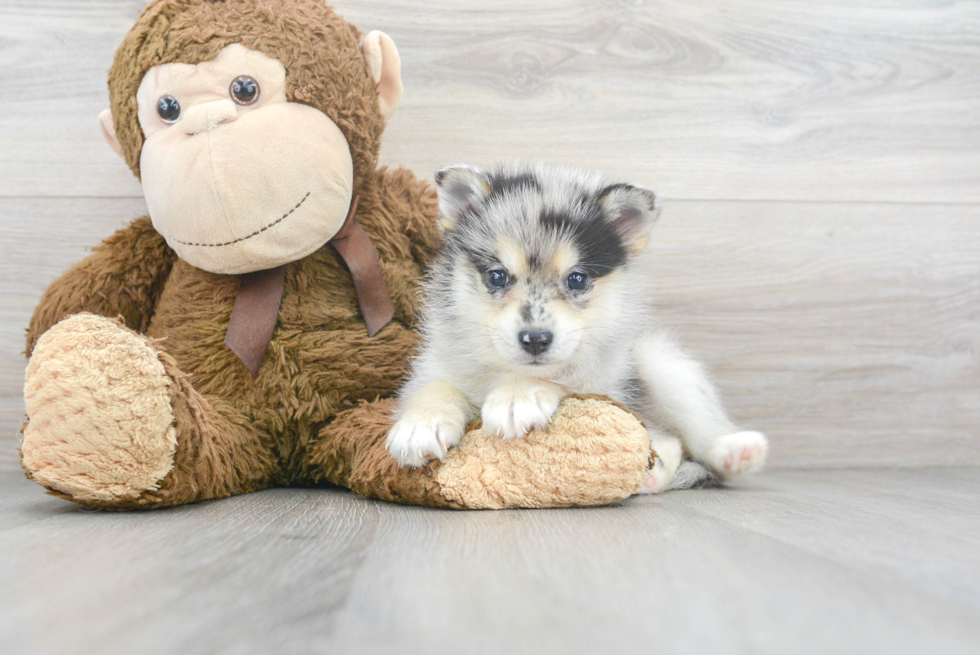 Pomsky Puppy for Adoption