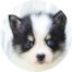 Pomsky Puppies For Sale - Premier Pups Pomsky Puppies For Sale - Premier Pups