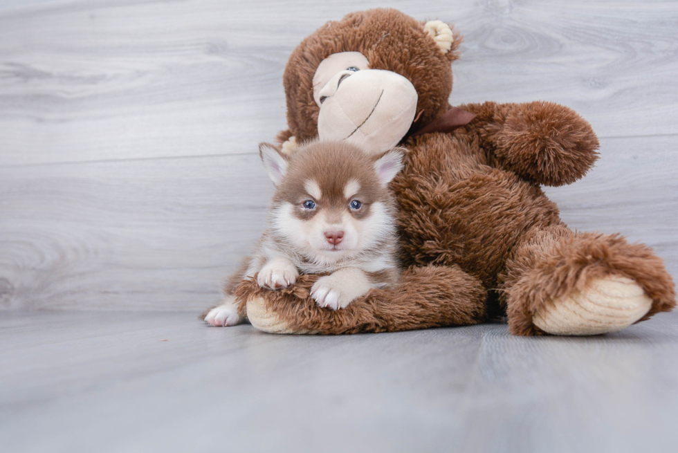 Best Pomsky Baby