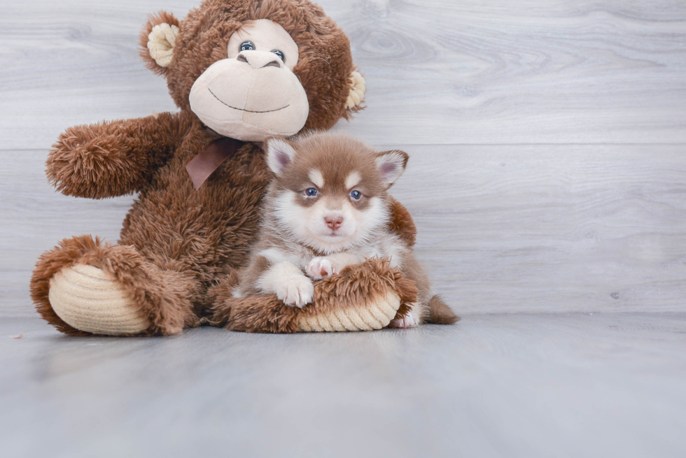 Friendly Pomsky Baby