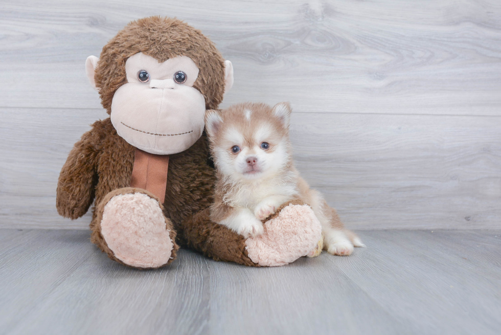 Friendly Pomsky Baby