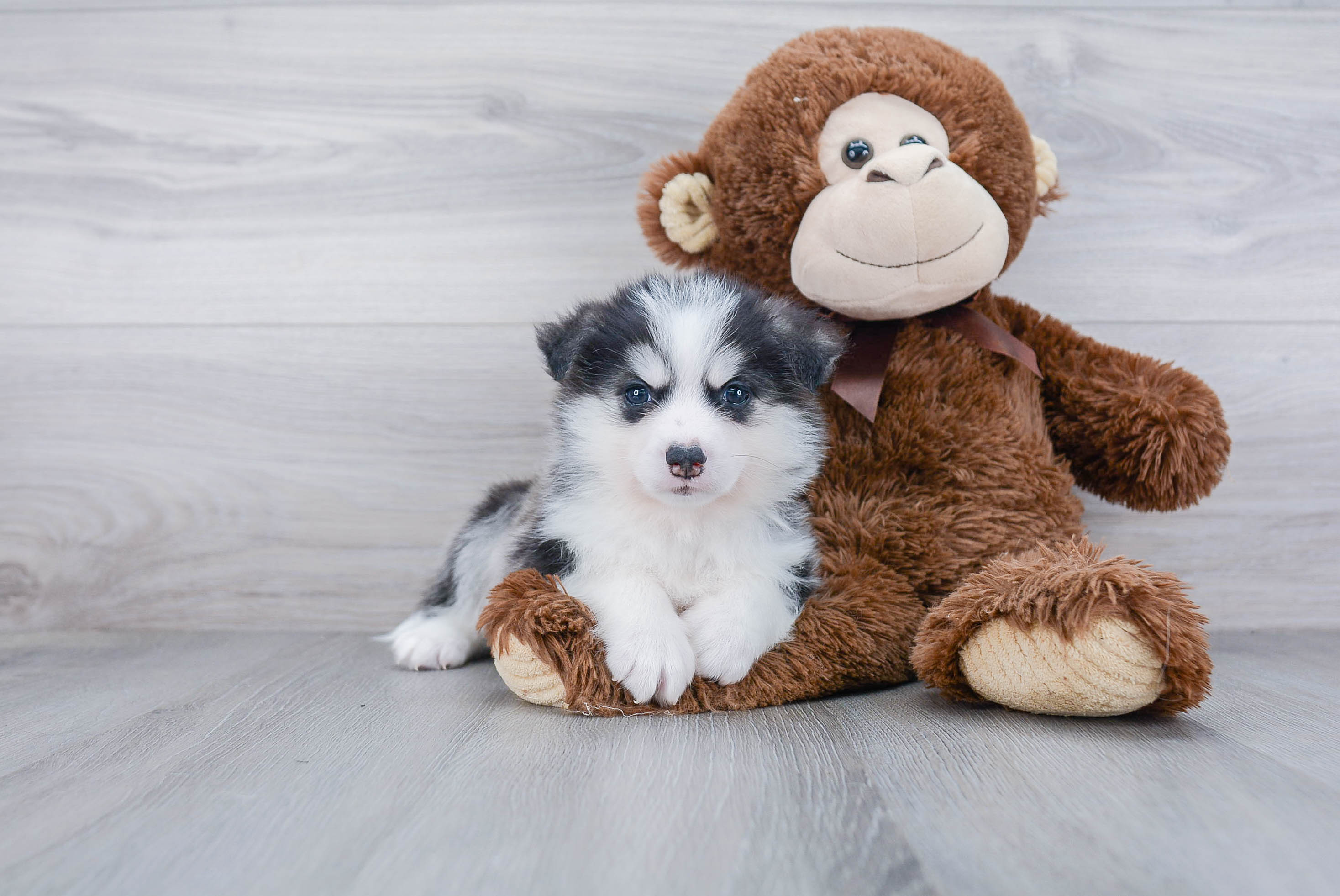 Pomsky Puppy for Adoption