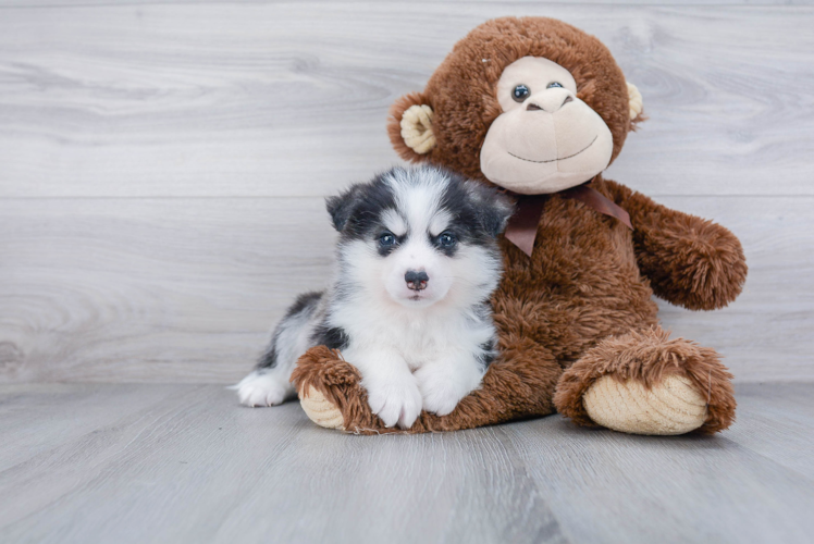 Pomsky Puppy for Adoption