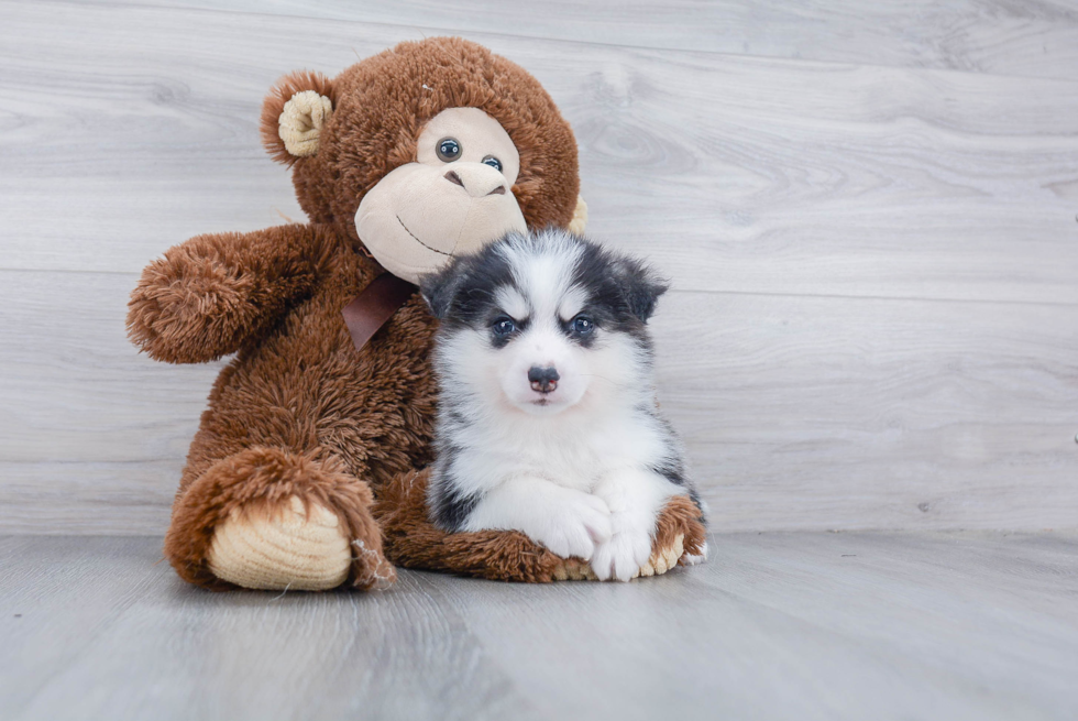 Pomsky Puppy for Adoption