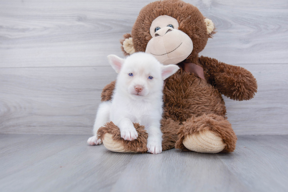 Small Pomsky Baby