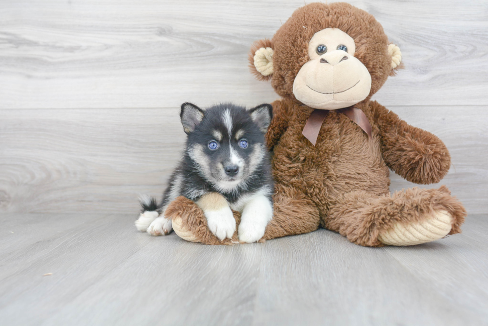 Pomsky Pup Being Cute