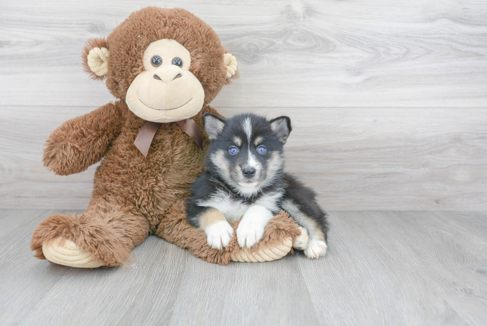 Pomsky Puppy for Adoption