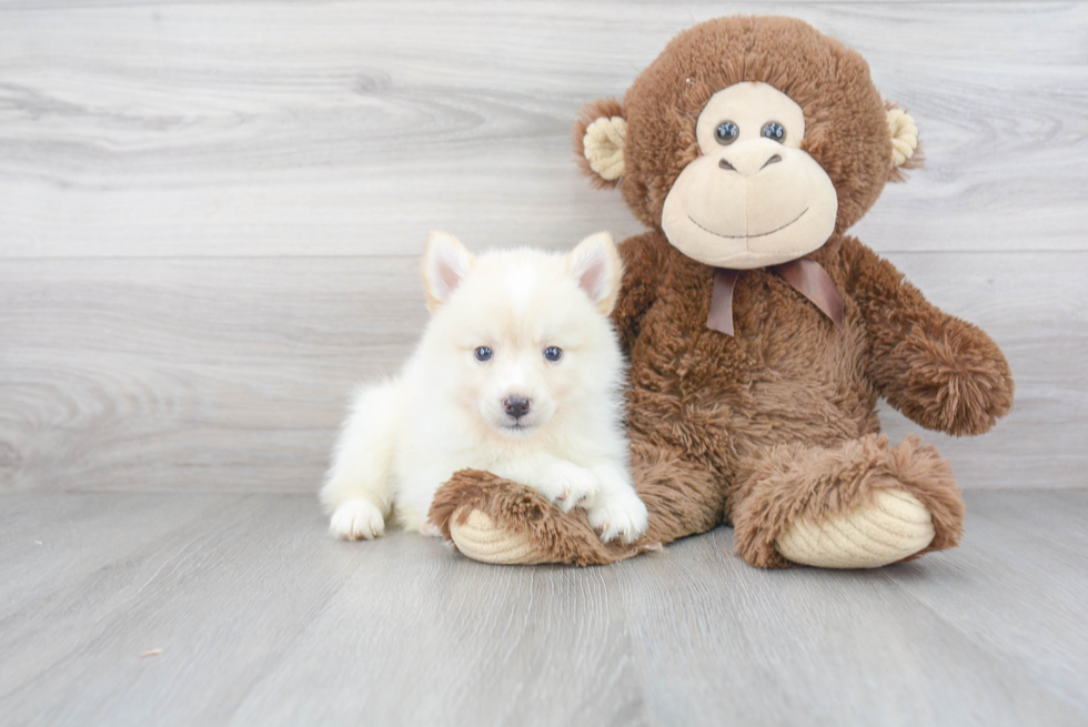 Smart Pomsky Designer Pup