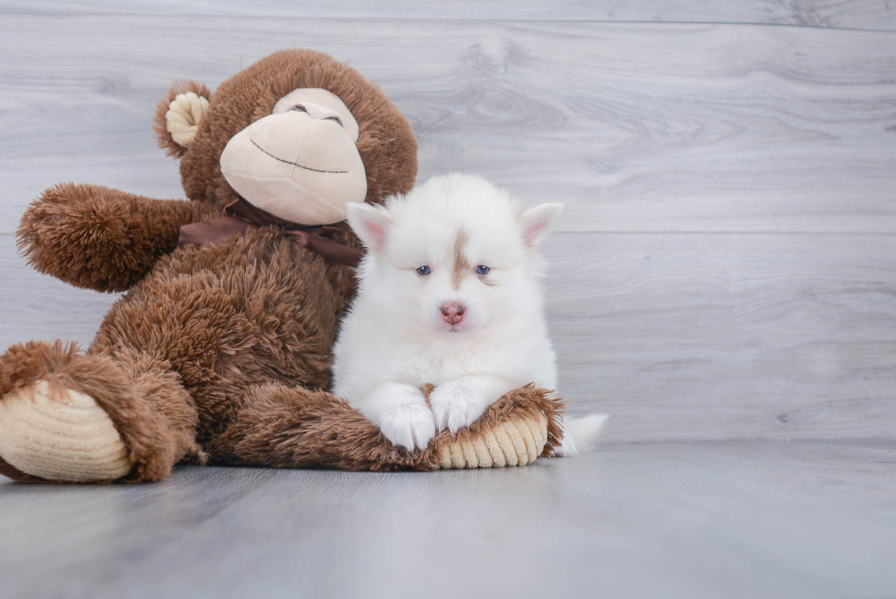 Best Pomsky Baby