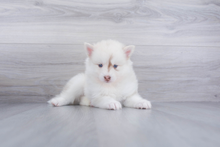 Fluffy Pomsky Designer Pup