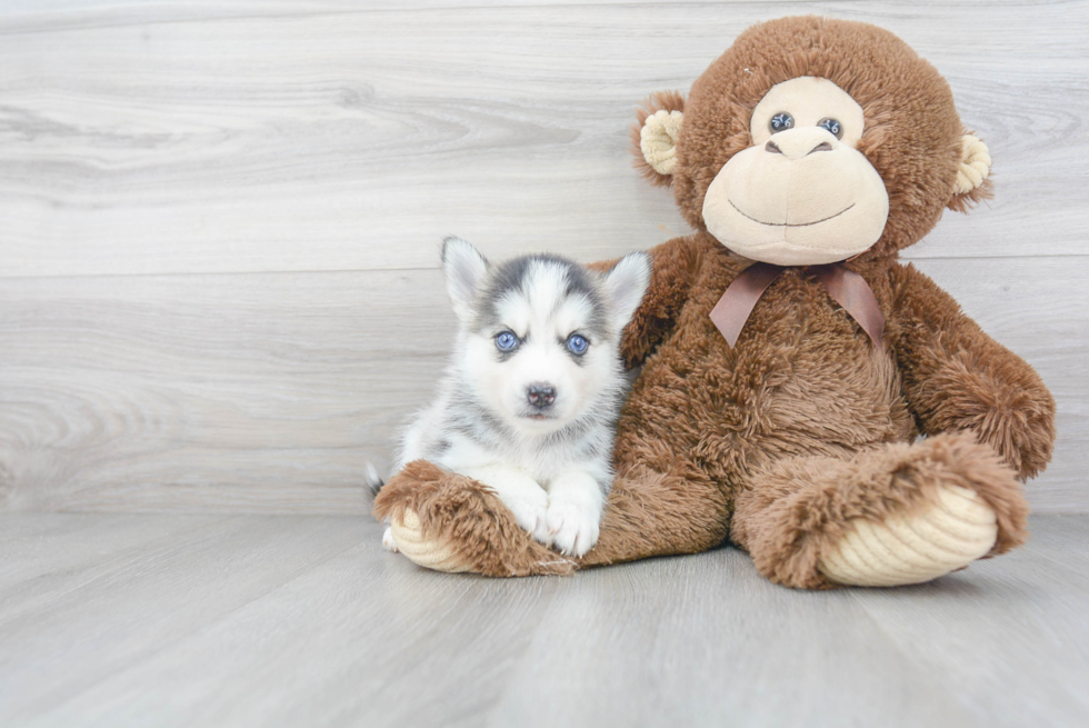 Best Pomsky Baby