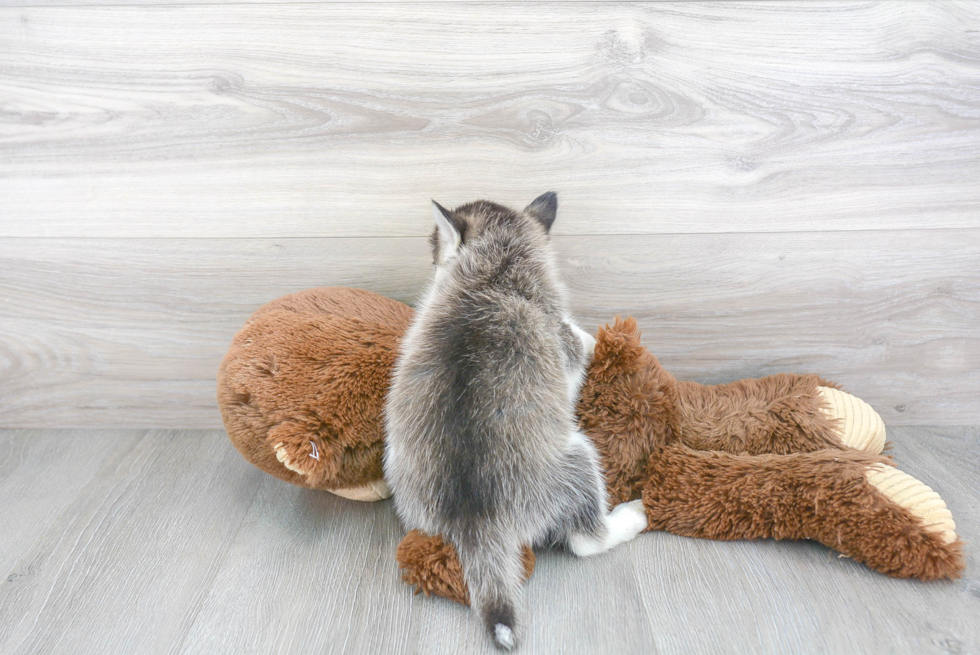 Pomsky Pup Being Cute