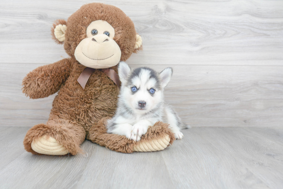 Hypoallergenic Mini Husky Designer Puppy