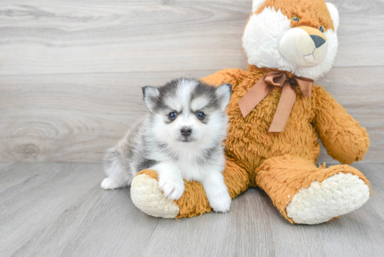 Pomsky Pup Being Cute