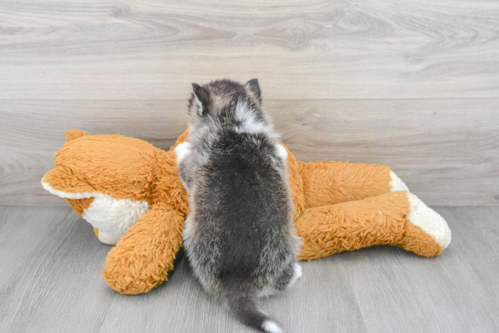 Pomsky Pup Being Cute