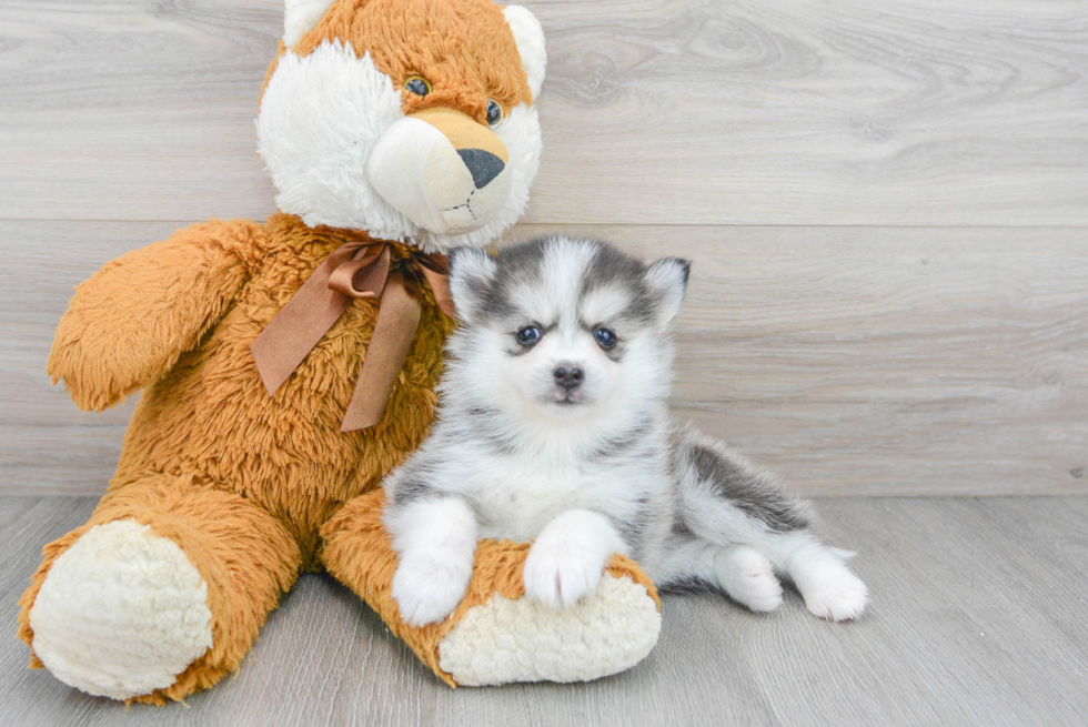 Best Pomsky Baby