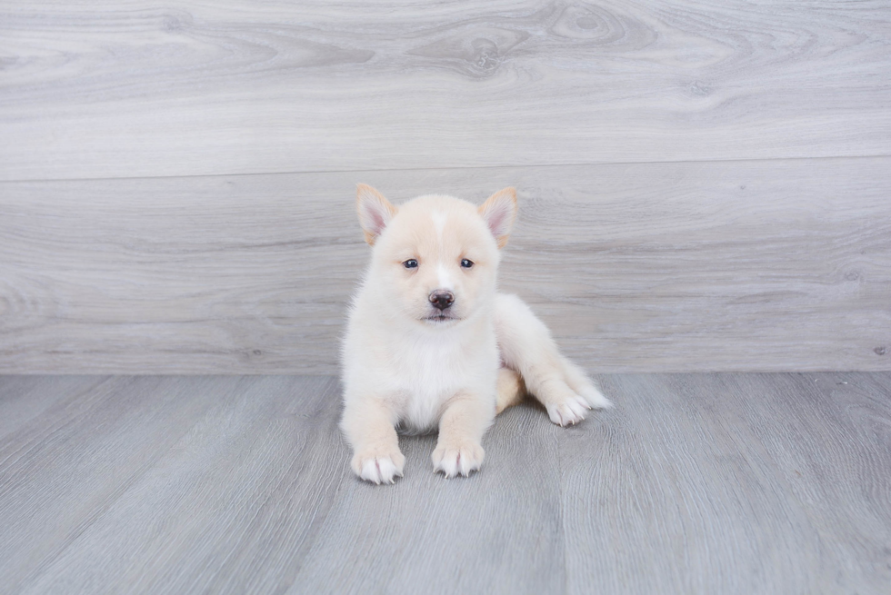 Friendly Pomsky Baby