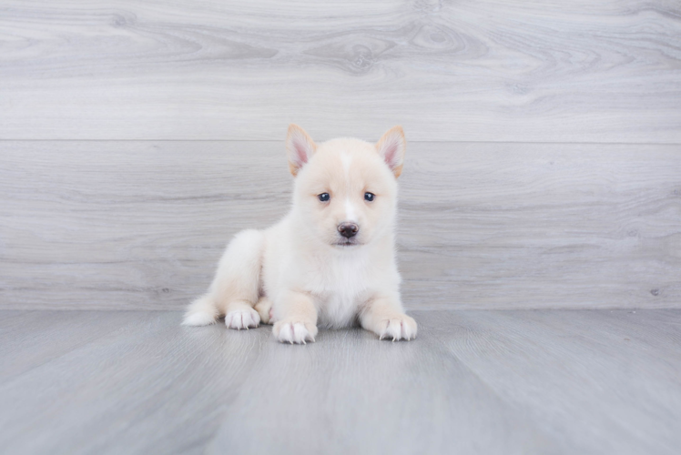 Hypoallergenic Mini Husky Designer Puppy