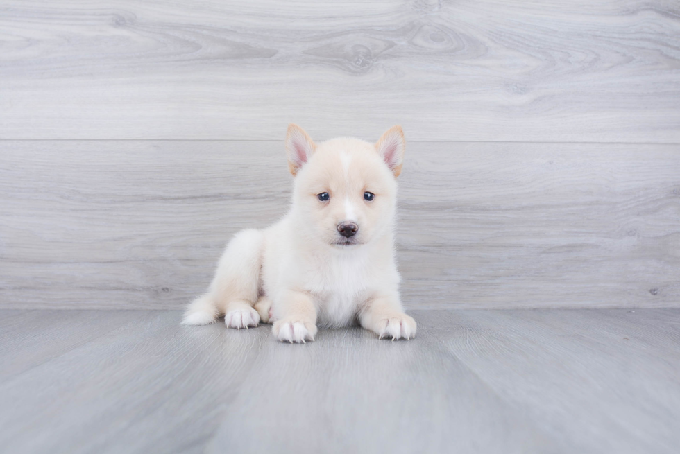 Hypoallergenic Mini Husky Designer Puppy