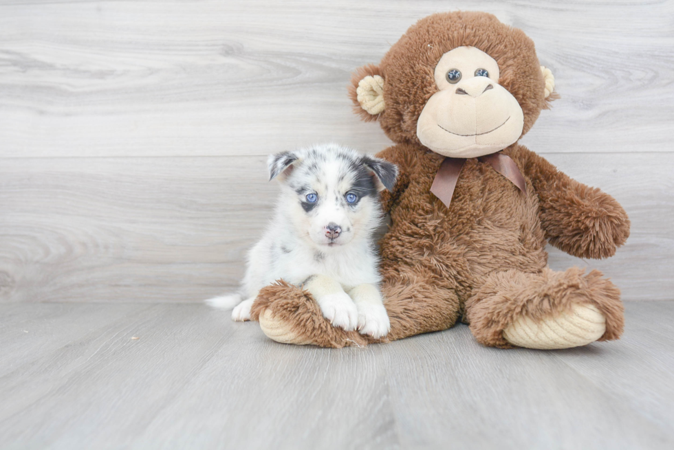 Pomsky Pup Being Cute