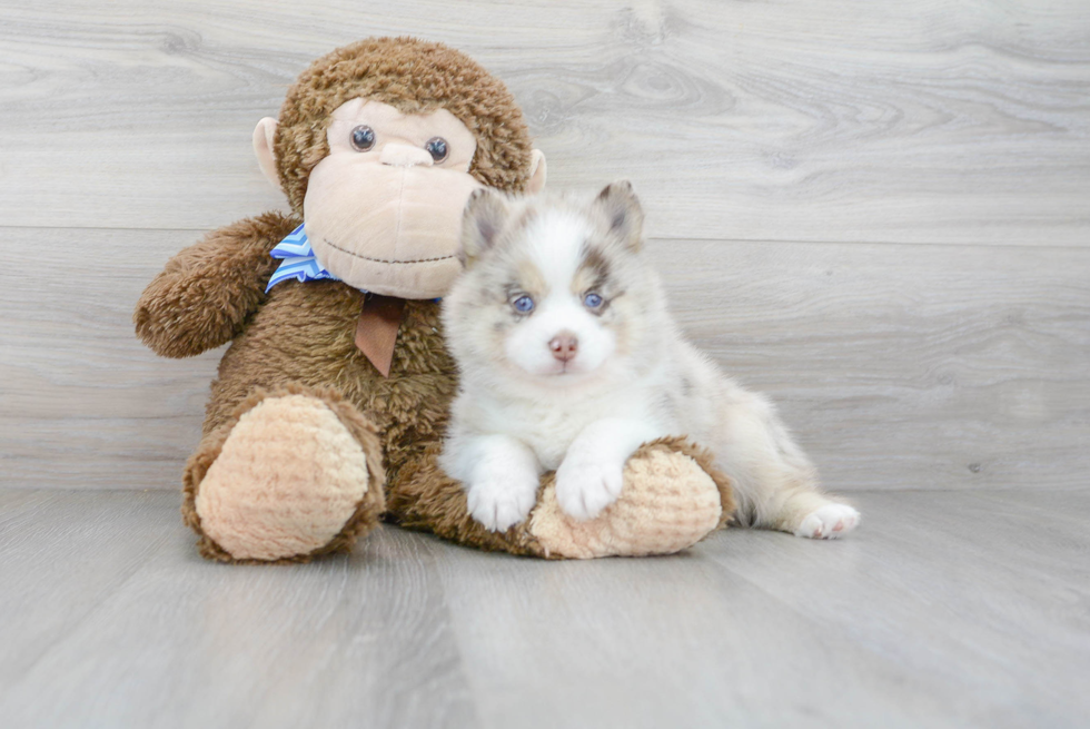 Pomsky Pup Being Cute