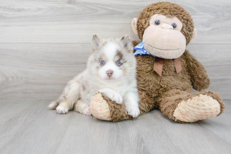 Friendly Pomsky Baby