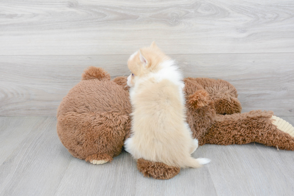Cute Mini Husky Designer Puppy