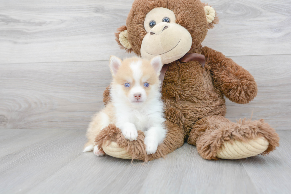 Pomsky Puppy for Adoption