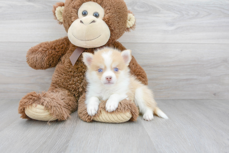 Cute Pomsky Designer Pup