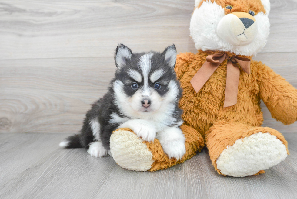 Pomsky Puppy for Adoption