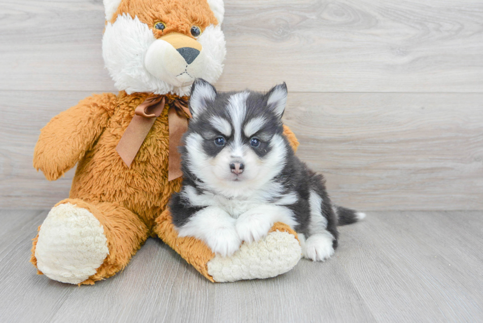 Cute Pomsky Baby