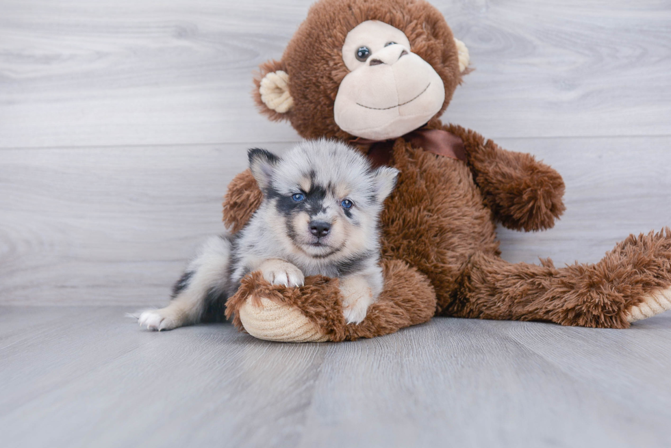 Pomsky Pup Being Cute