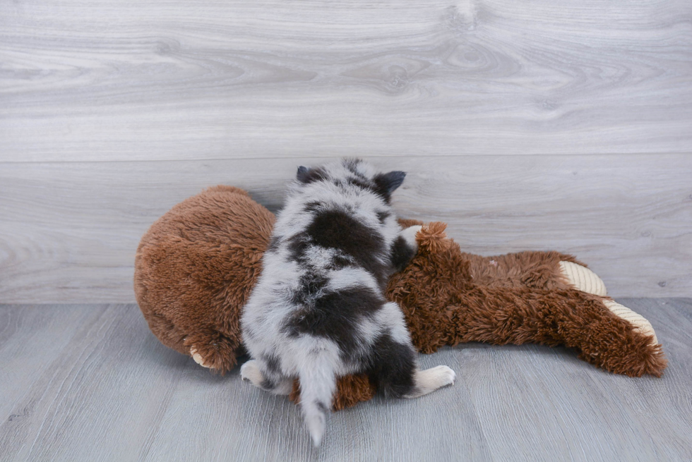 Pomsky Pup Being Cute