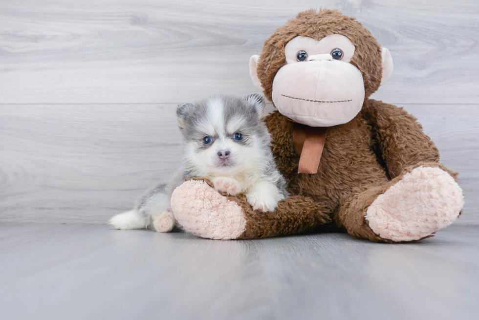 Adorable Mini Husky Designer Puppy