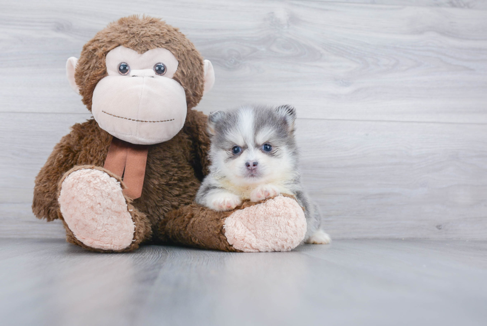 Sweet Pomsky Baby