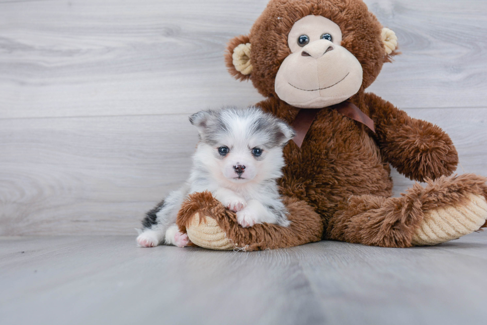 Happy Pomsky Baby