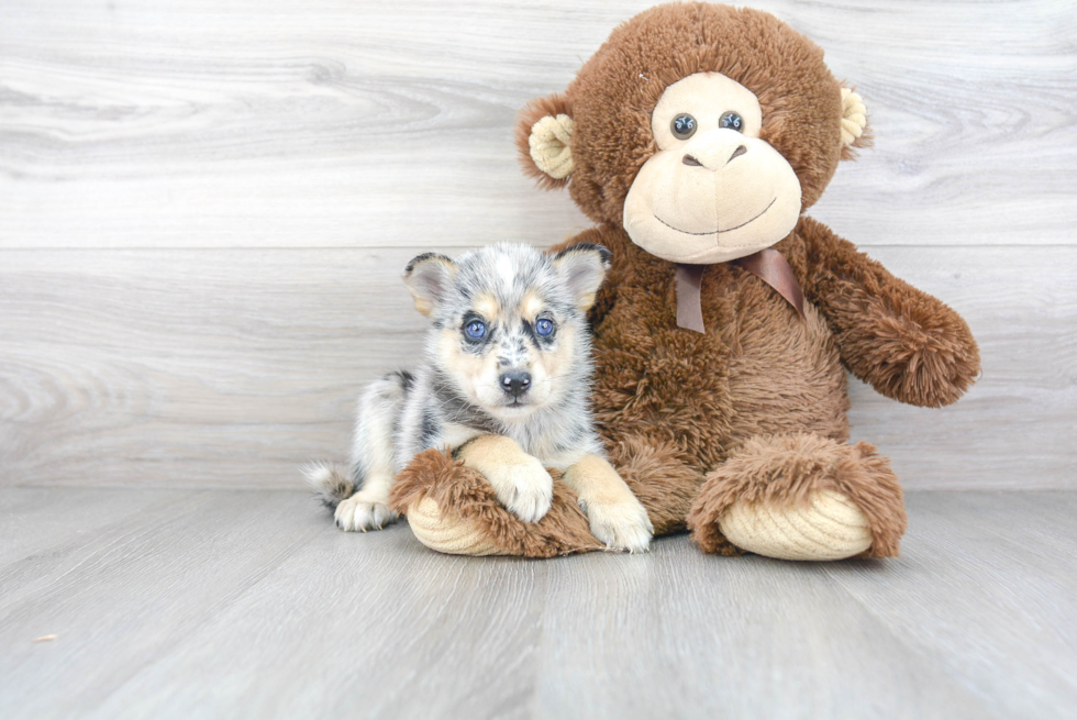 Pomsky Puppy for Adoption