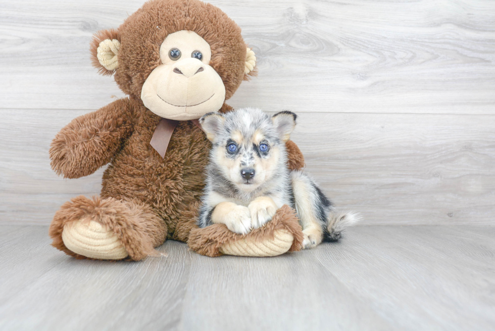 Smart Pomsky Designer Pup