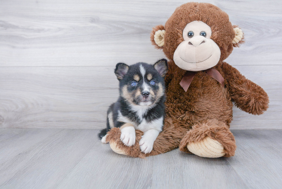 Pomsky Puppy for Adoption